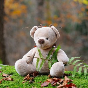 teddy-bear-524251_1280